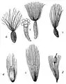 Verschiedene Samen mit Behaarung: a. Epilobium (Samenhaare) b. Ungleiche Pappus bei Thrincia hirta c. Tamarix (Samenhaare) d. Salix (Samenhaare) e. Eriophorum (Haare vom Perianth; kein Pappus, keine Samenhaare) f. Typha (Haarschopf vom Perigon; kein Pappus, keine Samenhaare)