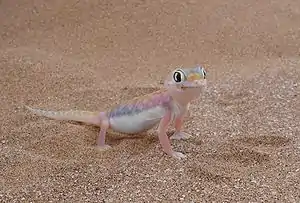 Namibgecko