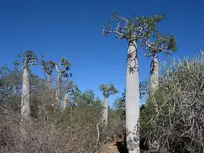 Pachypodium geayi in Tsimanampetsotsa