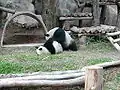 Pandabären beim Spiel