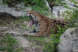 Jaguar