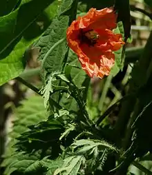 Saat-Mohn (Papaver dubium) mit runzeliger Knospenlage.