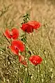 Klatschmohn(Papaver rhoeas)