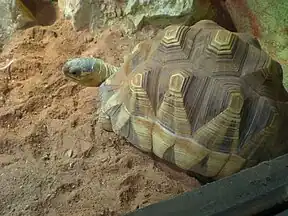 Madagassische Schnabelbrustschildkröte