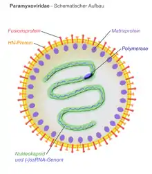 Aufbau der Paramyxoviridae