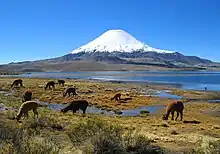 Lamas am Lago Chungará