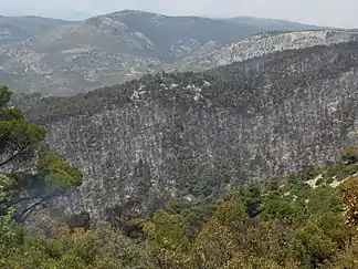 Die Parnitha nach dem Waldbrand 2007