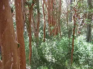 Arrayán (Luma apiculata)