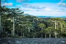 Araukarien im  Nationalpark Nahuelbuta