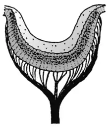 Abb. 19 Pigmentbecherauge der Napfschnecke