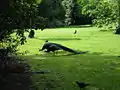 Pfau im Holland Park