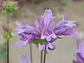 Penstemon serrulatus