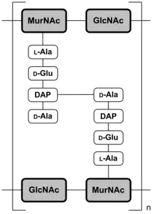 Abb. 2a: Schematische Darstellung der Mureinschicht von gramnegativen Bakterien am Beispiel von Escherichia coliMurNAc = N-Acetylmuraminsäure;GlcNAc = N-Acetylglucosamin;DAP = Diaminopimelinsäure