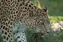 Persischer Leopard