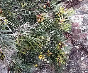 Früchte und Blüten von Persoonia linearis.