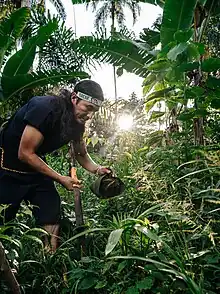 Pflanzung eines Guayusa Baumes