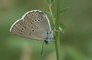 Heller Wiesenknopf-Ameisen-Bläuling