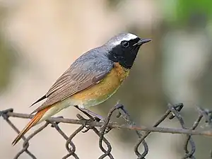 Gartenrotschwanz (Phoenicurus phoenicurus), Männchen