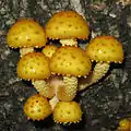 Goldfell-SchüpplingPholiota aurivella