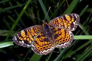 Phyciodes tharos