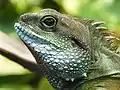 Grüne Wasseragame