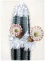 Pilosocereus houlletii