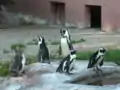 Brillen- und Humboldtpinguine