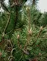 Pinus mugo subsp. mugo, Legföhre im Garten