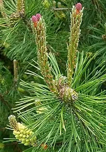 Beispiel für einen weiblichen Blütenstand eines Gymnospermen (hier Legföhre)