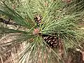 Pinus ponderosa subsp. ponderosa, Klamath Marsh National Wildlife Refuge