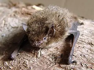 Rauhautfledermaus