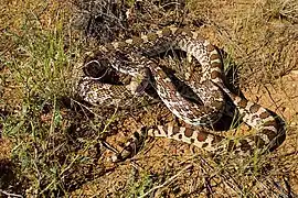 Pituophis catenifer affinis