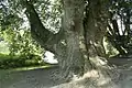 Platanus orientalis von Cambron-Casteau (Belgien)