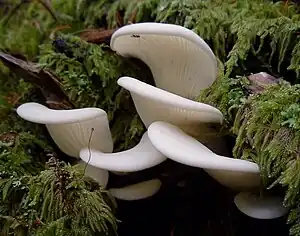 Ohrförmiger Weiß-SeitlingPleurocybella porrigens