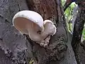 Berindeter SeitlingPleurotus dryinus