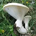 Blasser Kräuter-SeitlingPleurotus nebrodensis