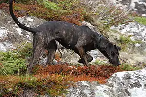 Plott Hound