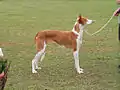 Podenco Ibicenco