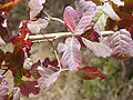 Rote Phase im Frühjahr