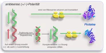 (+/−)-Polarität (ambisense)