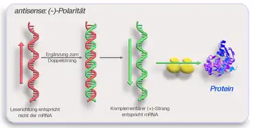 (−)-Polarität (antisense)