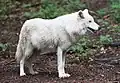 Polarwolf