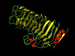 Polygalacturonase