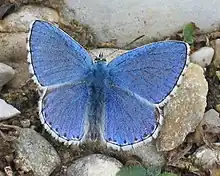 Polyommatus bellargus