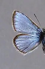 Oberseite ♂