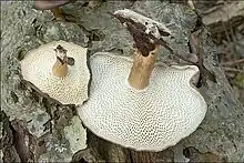 Winter-StielporlingLentinus brumalis