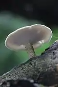 MaiporlingLentinus substrictus