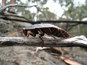 Polyzosteria limbata