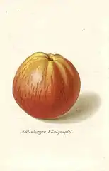 Der Mecklenburgische Königsapfel (Roter Brasilienapfel) in einer Beschreibung von 1867