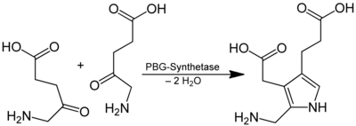 Reaktion von 5-Aminolävulinat zu Porphobilinogen